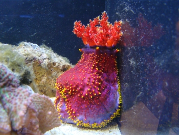  Pseudocolochirus violaceus (Violet Sea Apple)